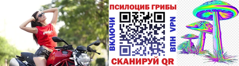 Купить где  Медногорск  Псилоцибиновые грибы Cubensis 